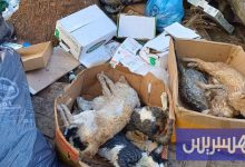 جمعية تستنكر تسميم قطط بالناظور