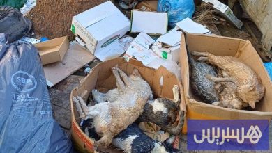 جمعية تستنكر تسميم قطط بالناظور