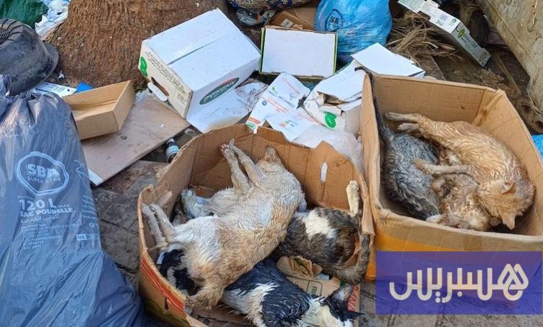 جمعية تستنكر تسميم قطط بالناظور