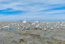 رصد أكثر من ألف طائر على شاطئ الصليبيخات