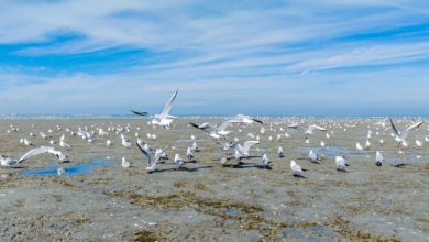 رصد أكثر من ألف طائر على شاطئ الصليبيخات