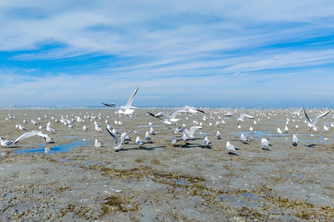 رصد أكثر من ألف طائر على شاطئ الصليبيخات