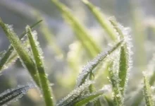 "زراعة جرش" تحذر المزارعين من الصقيع...