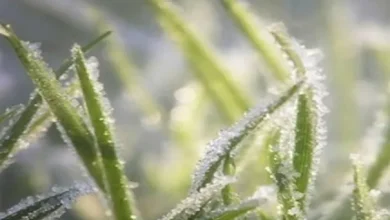 "زراعة جرش" تحذر المزارعين من الصقيع...