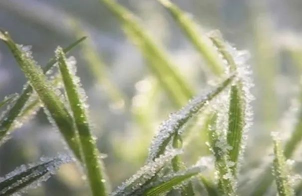 "زراعة جرش" تحذر المزارعين من الصقيع...