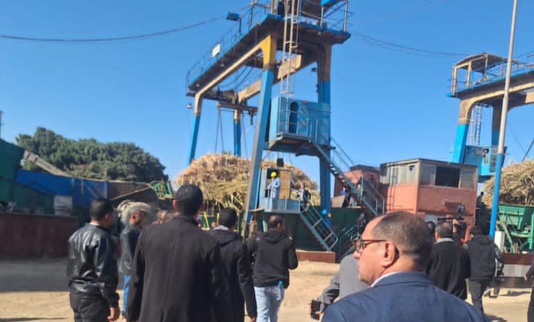 سكر أبو قرقاص: 18 يناير آخر موعد لاستقبال شحنات توريد محصول القصب