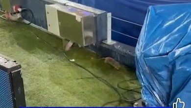 شاهد.. فئران في كامب نو قبل ساعات من مواجهة برشلونة وكوبنهاغن