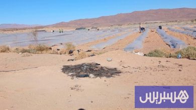 عامل إقليم طاطا يتلف زراعة "الدلاح"