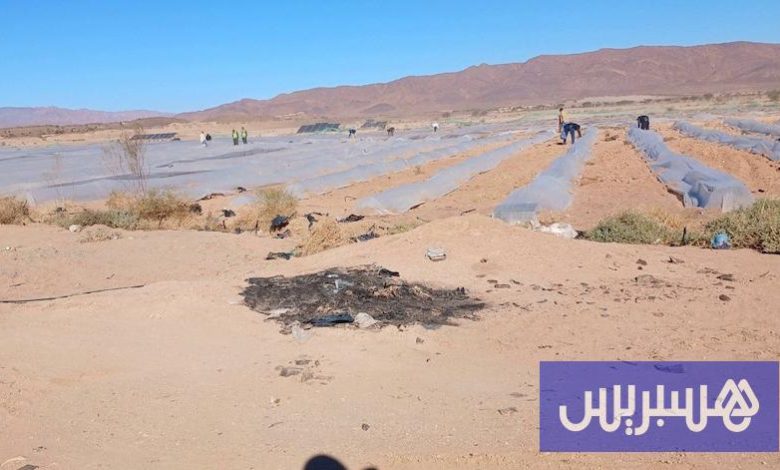 عامل إقليم طاطا يتلف زراعة "الدلاح"