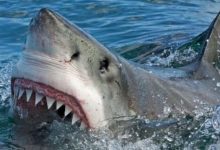 كابوس يتحقق في البحر.. فتاة بريطانية تنجو بأعجوبة من...