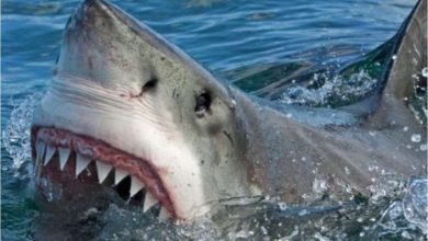 كابوس يتحقق في البحر.. فتاة بريطانية تنجو بأعجوبة من...