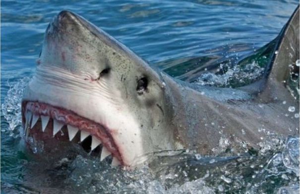 كابوس يتحقق في البحر.. فتاة بريطانية تنجو بأعجوبة من...