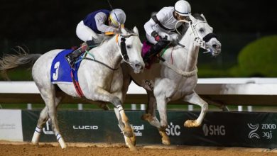 منافسة قوية في سباقات مهرجان الأمير سلطان بن عبدالعزيز العالمي للجواد العربي