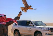 مهرجان الصقور بالقصيم يواصل فعاليات نسخته التاسعة