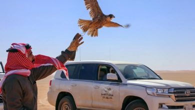 مهرجان الصقور بالقصيم يواصل فعاليات نسخته التاسعة