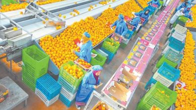 وزير الزراعة: صادراتنا تجاوزت 9.2 مليون طن بزيادة أكثر من 750 ألف طن عن العام الماضي