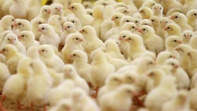 وزير الزراعة: مضاربات في السوق على أسعار الكتاكيت.. والارتفاعات غير مبررة