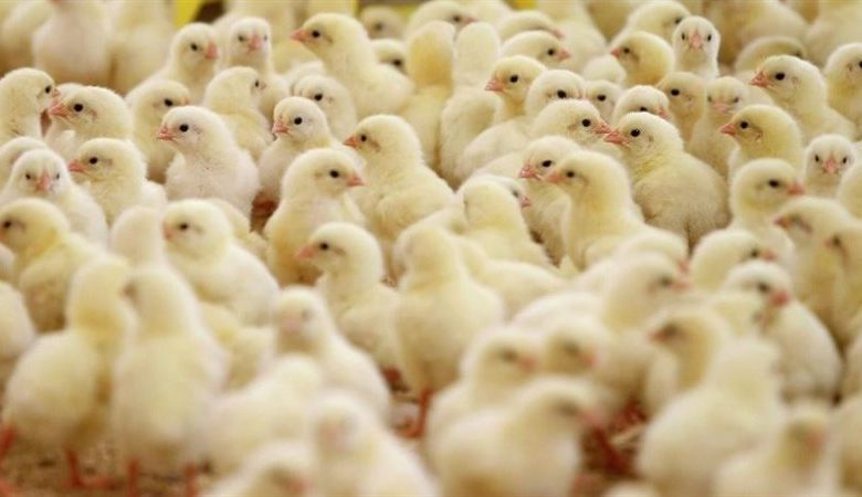 وزير الزراعة: مضاربات في السوق على أسعار الكتاكيت.. والارتفاعات غير مبررة