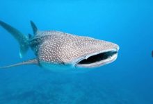 وزيرة البيئة: القبض على صيادي القرش الحوتي