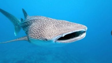 وزيرة البيئة: القبض على صيادي القرش الحوتي