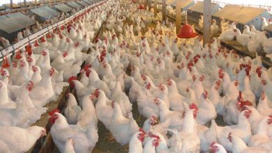 اتحاد منتجي الدواجن: الاستيراد يقتل الصناعة المحلية ولا داعي له.. والسعر الحالي ليس مرعبا