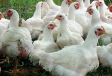 اتحاد منتجي الدواجن معترضًا على استيراد مجزئات الدواجن: لا يمكن التحقق من ذبحها بالشريعة الإسلامية