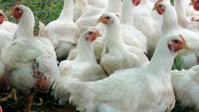 اتحاد منتجي الدواجن معترضًا على استيراد مجزئات الدواجن: لا يمكن التحقق من ذبحها بالشريعة الإسلامية