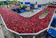 الصين تسعى للاكتفاء الذاتي الغذائي بعيداً عن المحاصيل الأمريكية