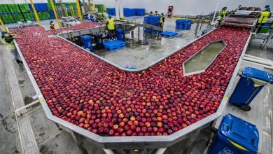 الصين تسعى للاكتفاء الذاتي الغذائي بعيداً عن المحاصيل الأمريكية