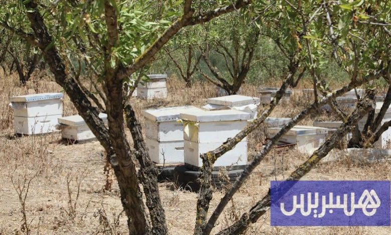الفيضانات تتلف خلايا النحل في سهول الغرب وتكبد المهنيين "خسائر جسيمة"