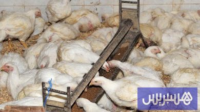المستثمرون في الدواجن يزيدون الوفرة
