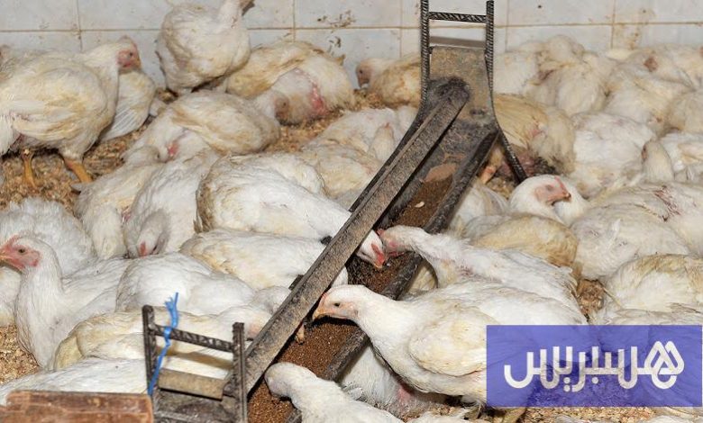 المستثمرون في الدواجن يزيدون الوفرة