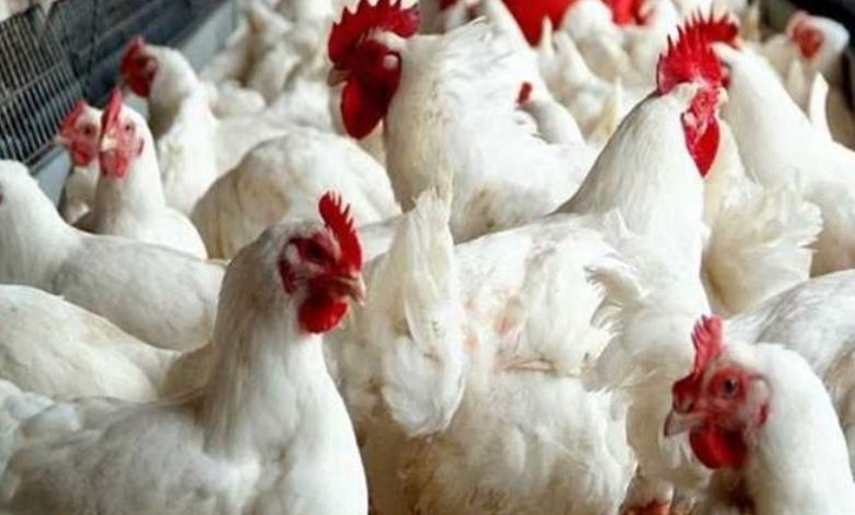 شعبة الدواجن: لا مبرر لارتفاع الأسعار.. وجشع التجار أوصل الكيلو إلى 120 جنيها