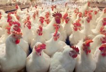 غرفة صناعة الدواجن: السعر العادل لا يتجاوز 95 جنيها للمستهلك.. والكيلو وصل 300 جنيه في التجمع
