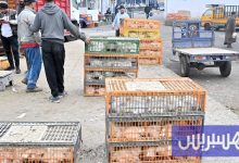 مرصد حماية المستهلك يحذر من تقلب أسعار الدواجن قبيل شهر رمضان