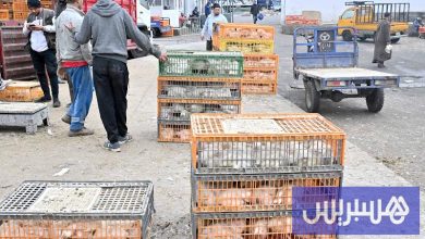 مرصد حماية المستهلك يحذر من تقلب أسعار الدواجن قبيل شهر رمضان