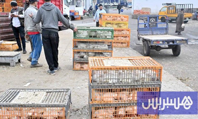 مرصد حماية المستهلك يحذر من تقلب أسعار الدواجن قبيل شهر رمضان