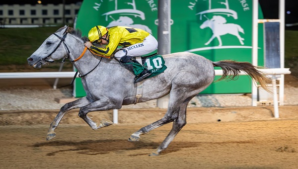 مضمار العين يستضيف السباق التاسع للخيول العربية بـ8 أشواط وجوائز 510 آلاف درهم