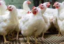 وزير التموين عن أزمة أسعار الدواجن: سنلجأ للاستيراد إذا لم ينضبط السوق