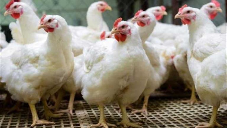 وزير التموين عن أزمة أسعار الدواجن: سنلجأ للاستيراد إذا لم ينضبط السوق